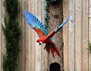 green wing Macaw