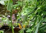 Tropical Butterfly House, North Anston, Sheffield