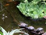 Tropical Butterfly House, North Anston, Sheffield