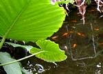 Tropical Butterfly House, North Anston, Sheffield