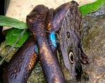 Tropical Butterfly House, North Anston, Sheffield