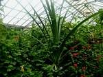 Tropical Butterfly House, North Anston, Sheffield