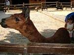 Budapest Zoo, Hungary