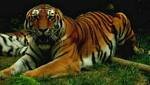 Tiger, Budapest Zoo, Hungary