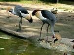 Pelican, Budapest Zoo, Hungary