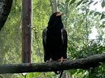 Toucan, Budapest Zoo, Hungary