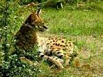 Leopard, Budapest Zoo, Hungary