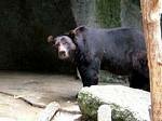 Black Bear, Budapest Zoo, Hungary