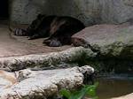 Black Bear, Budapest Zoo, Hungary