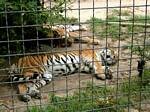 Tiger, Budapest Zoo, Hungary