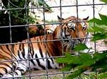 Tiger, Budapest Zoo, Hungary