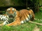 Tiger, Budapest Zoo, Hungary