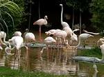 Flamingoes, Budapest Zoo, Hungary