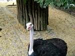 Ostrich, Budapest Zoo, Hungary