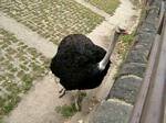 Ostrich, Budapest Zoo, Hungary