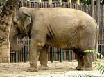 Indian Elephant, Budapest Zoo, Hungary