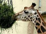 Giraffe, Budapest Zoo, Hungary