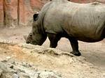 Rhinocerus, Budapest Zoo, Hungary