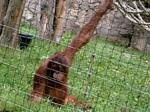 Budapest Zoo, Hungary