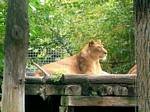 Lion, Budapest Zoo, Hungary