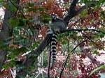 Budapest Zoo, Hungary