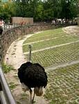 Ostrich, Budapest Zoo, Hungary