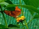 Phoebis philea ? Butterfly, Budapest Zoo, Hungary