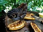 Caligo Atreus ?, Budapest Zoo, Hungary