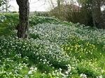 Hodsock Priory Gardens