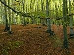 Listerdale Woods, Rotherham