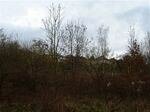 Listerdale Woods,(Brecks Lane), Rotherham