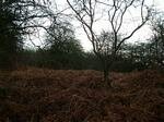 Listerdale Woods,(Brecks Lane), Rotherham