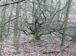 Listerdale Woods, Rotherham