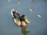 Walk Retford to Hayton