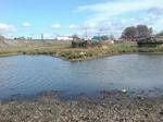 Swans Nesting, Centenary Riverside, Rotherham