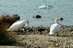 Rother Valley Country Park